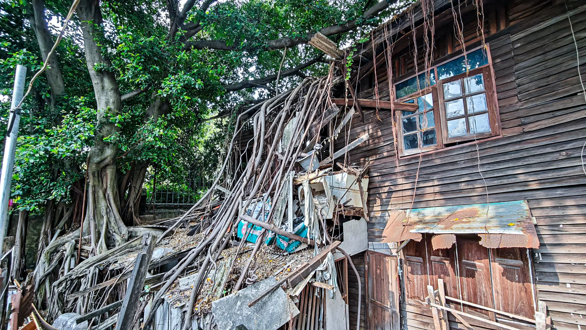 Giant banyan tree roots engulfing and overtaking a derelict wooden house in Bangkok