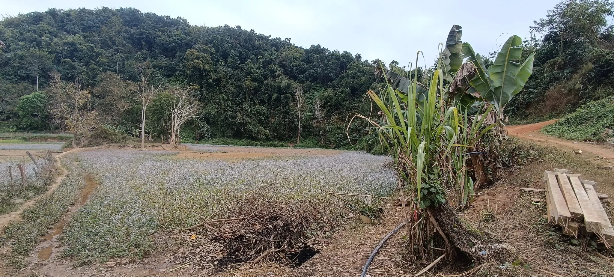 Fields of blue flowers stretching towards dense tropical hillside forest near Ban Haddean in the Nam Ou valley