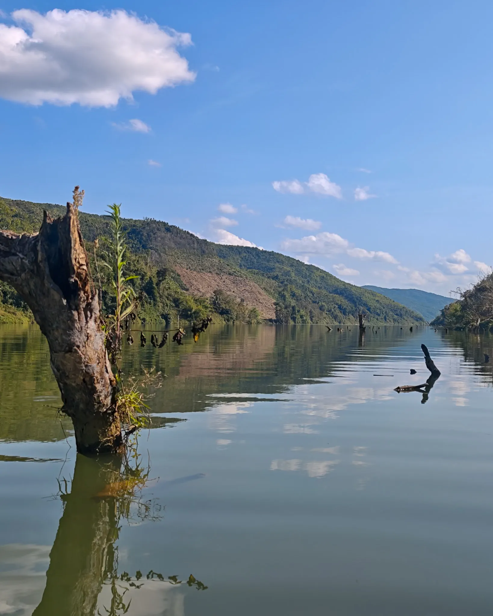 A weathered dead tree stump standing in the glassy Nam Ou river with cloud reflections and forested mountains in the distance