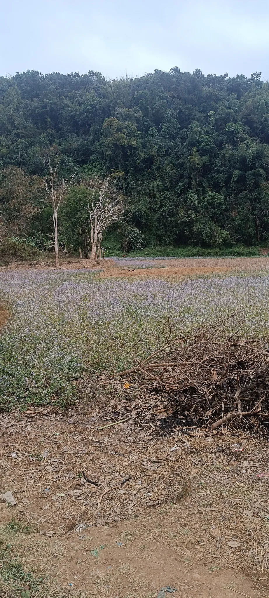 Dirt path between blue flower fields and banana trees leading towards forested hills near Ban Haddean village on the Nam Ou