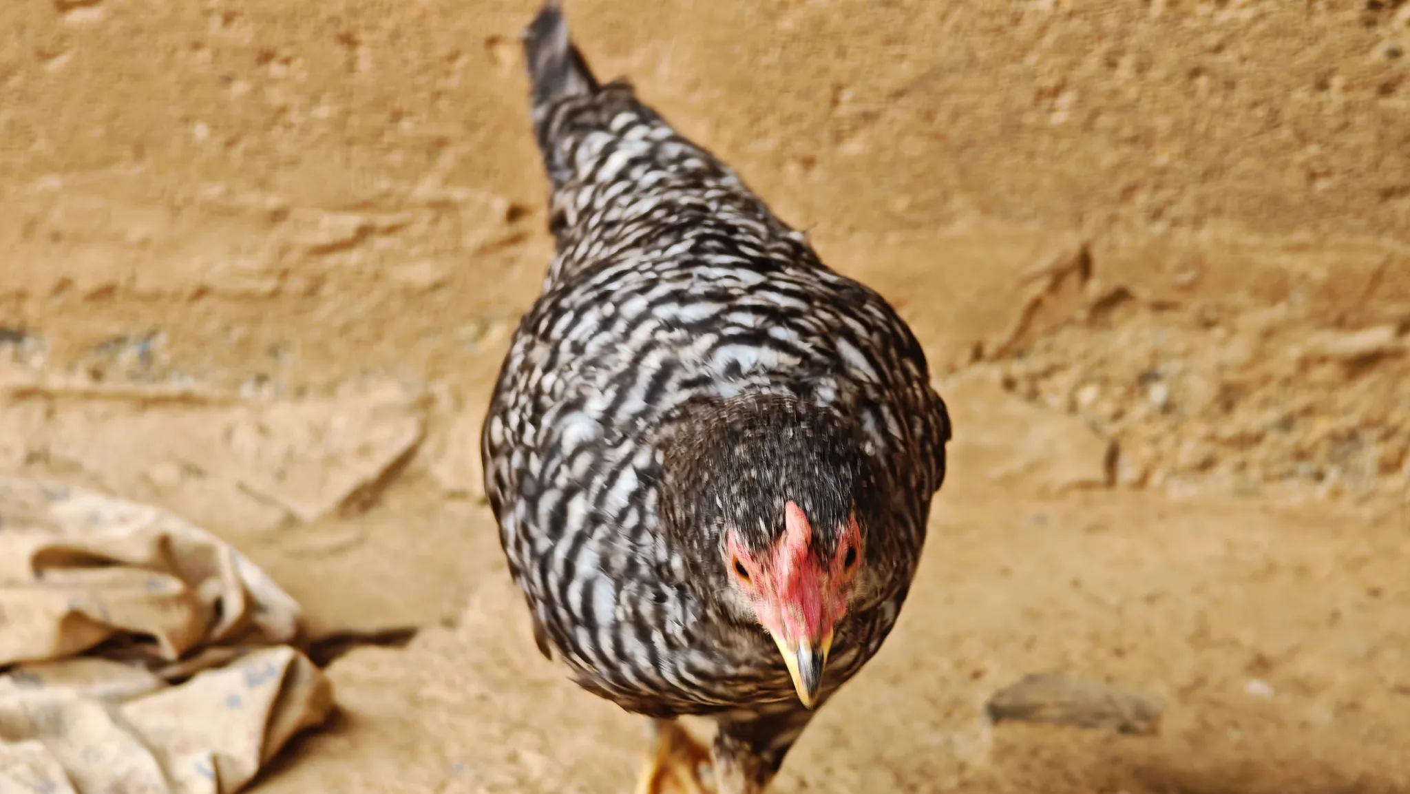 Close-up of a barred black and white free-range chicken pecking on dusty ground in Ban Haddean village, Laos