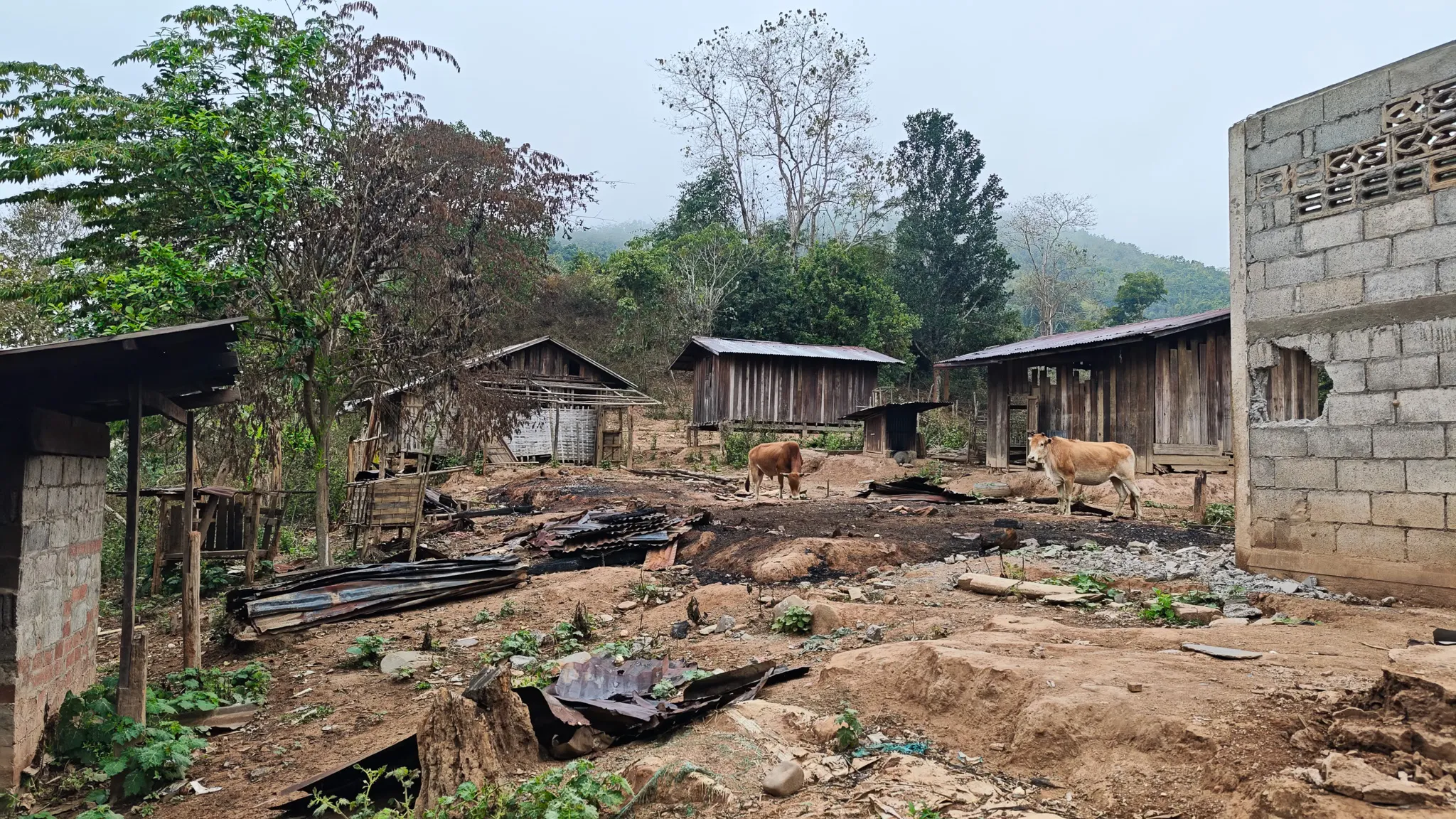 Cattle roaming among wooden houses and cinder-block buildings in a village beside the Nam Ou river