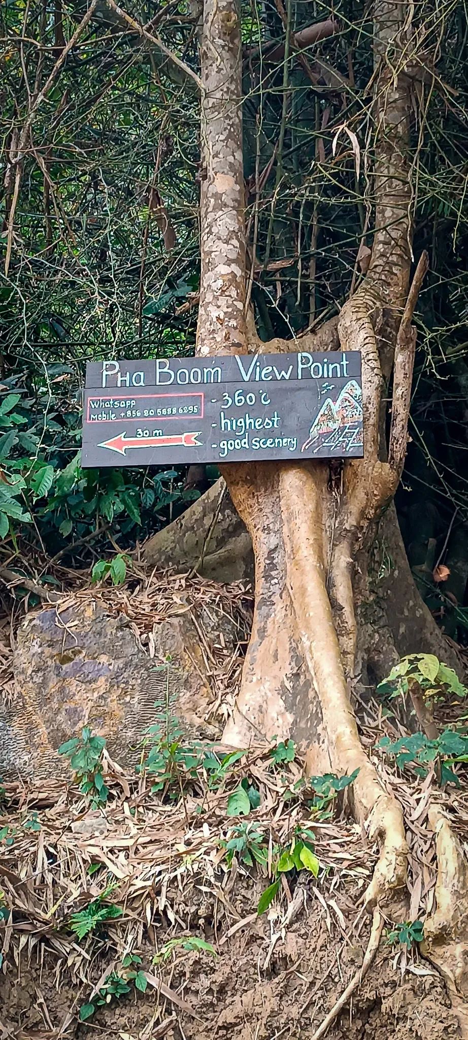 Wooden sign for Pha Boom View Point nailed to a tree trunk on the hiking trail near Muang Ngoi