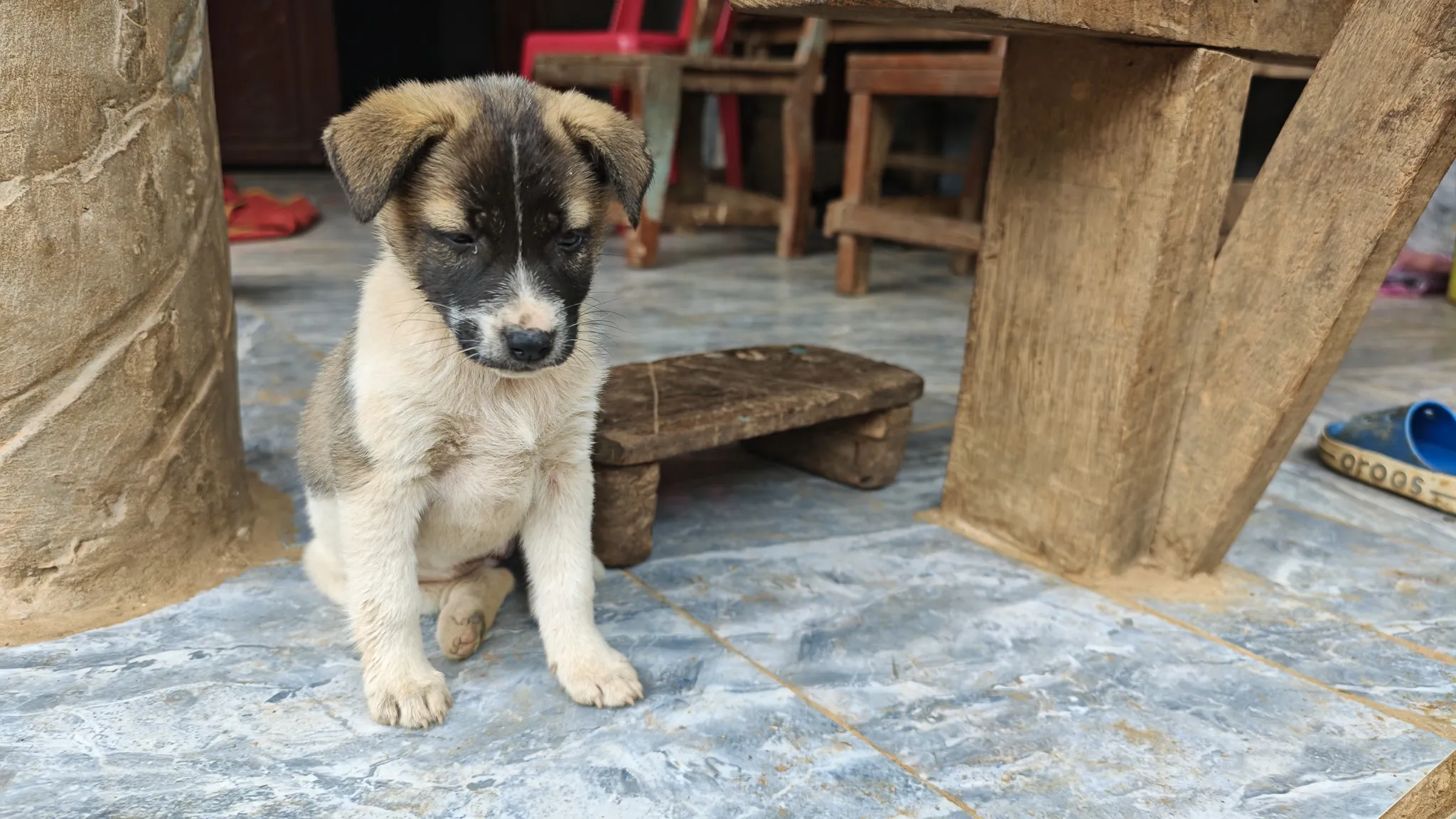 Adorable brown and white puppy sitting on a tiled floor under a wooden table in a village house in Ban Haddean, Laos