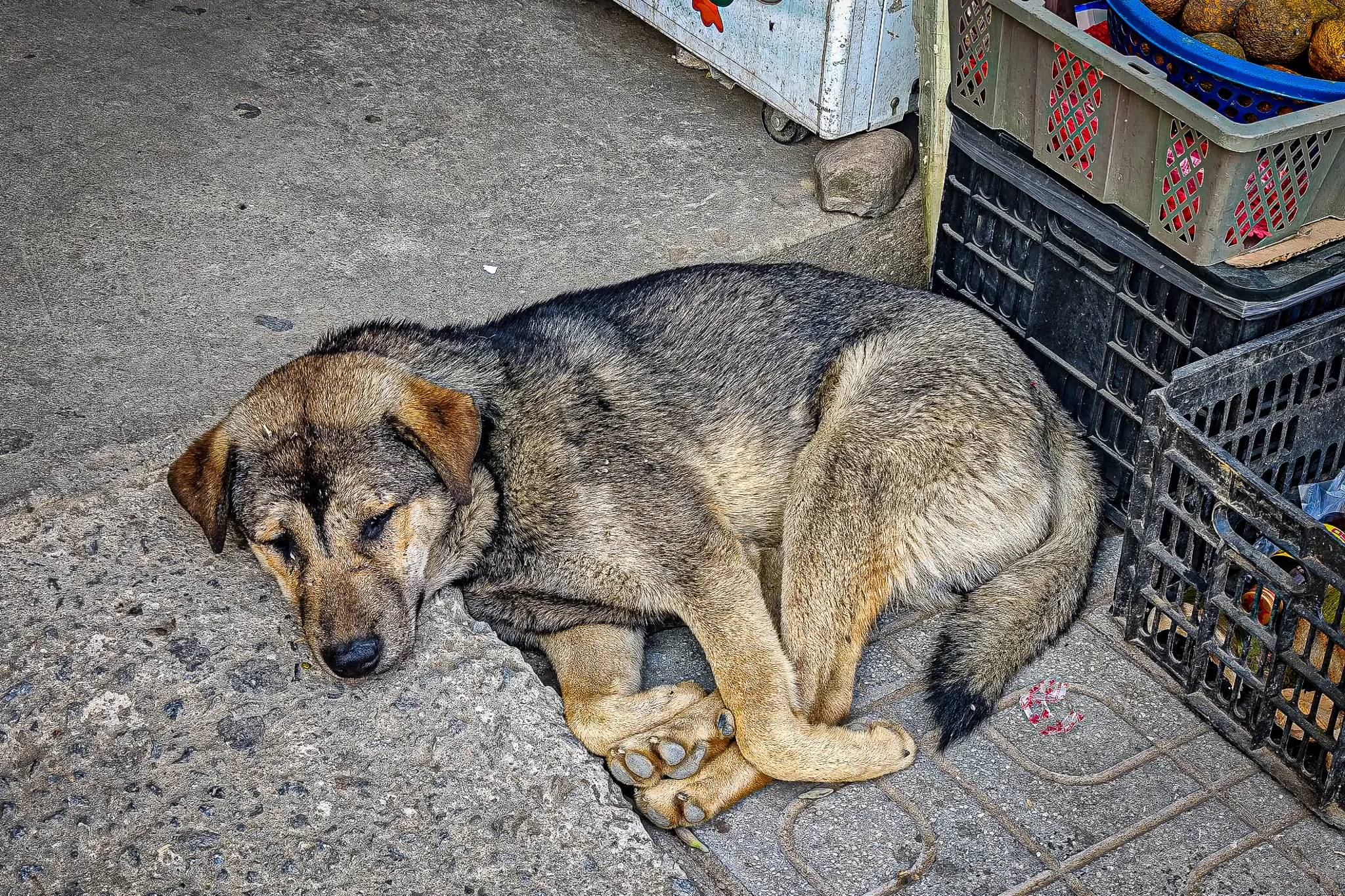 Stray dog sleeping beside market crates near the Vietnam-Laos border crossing at Tay Trang