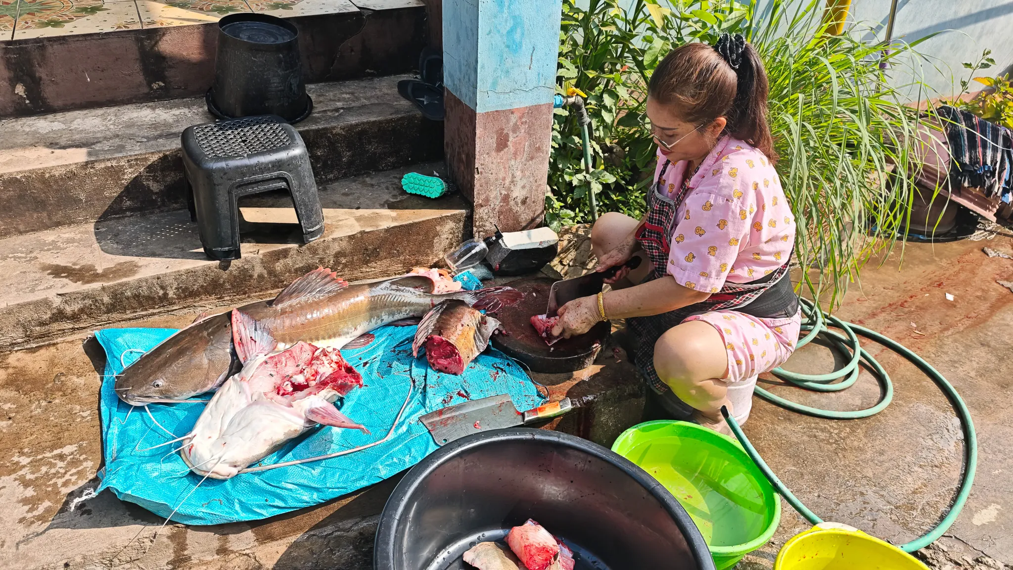 Local woman preparing large fresh fish caught from the Nam Ou river on the street in Muang Khua